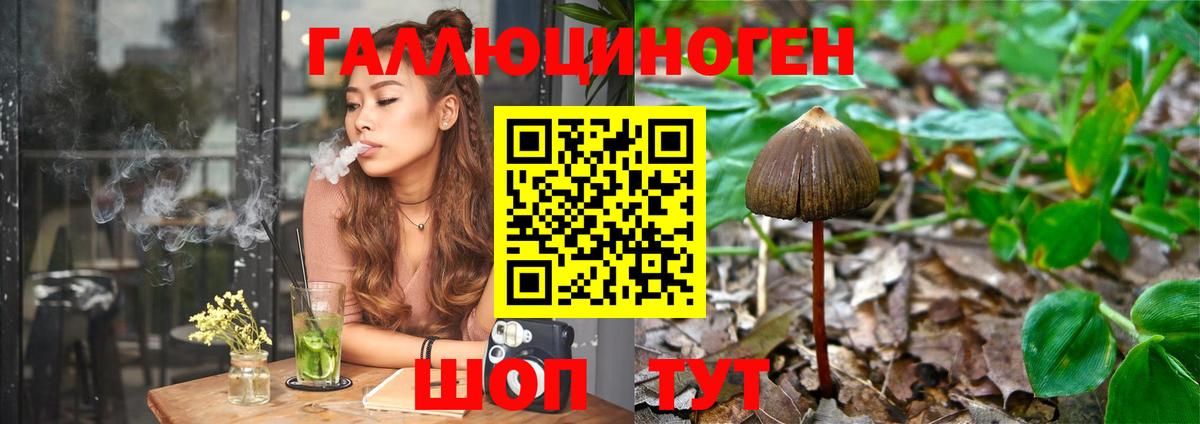 Михайловка  Галлюциногенные грибы MAGIC MUSHROOMS  Вход с VPN  Галлюциногенные грибы Psilocybe 